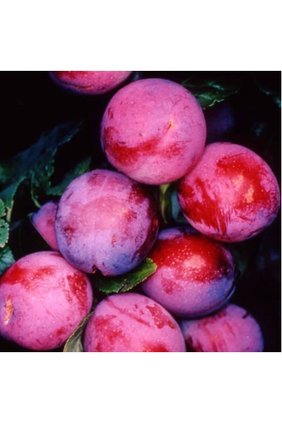 Слива Старкинг Делишес – темно-красные округлые плоды